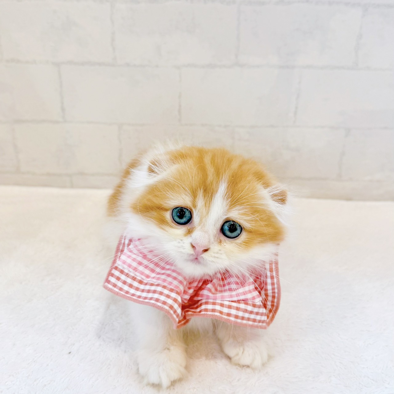 石川県のスコティッシュフォールド (犬の家＆猫の里金沢店/2026年4月29日生まれ/女の子/レッドタビーホワイト)の子猫の3枚目の画像