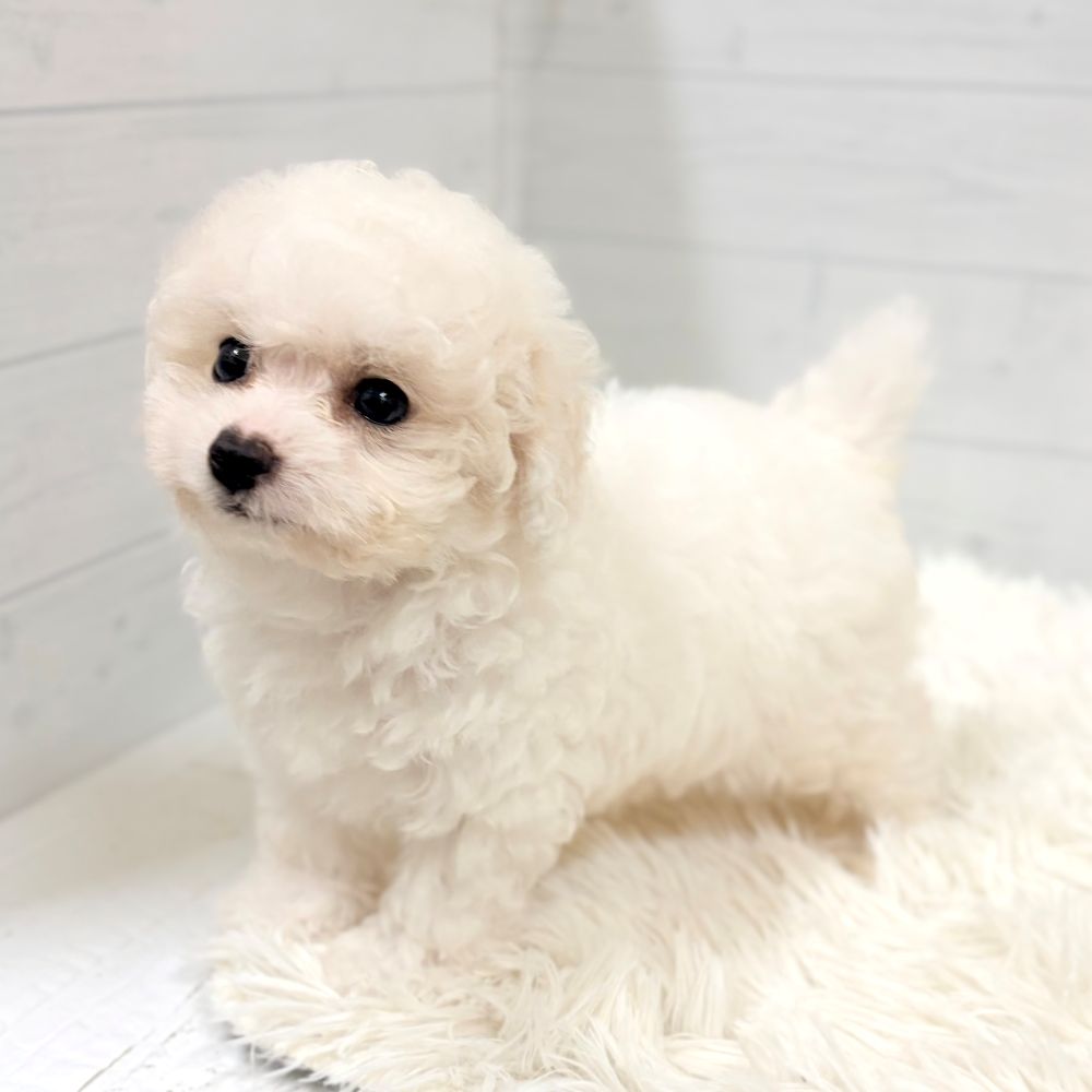 愛知県のビションプー(ビションフリーゼ×プードル) (犬の家＆猫の里豊田店/2026年4月29日生まれ/男の子/ホワイト)の子犬の3枚目の画像