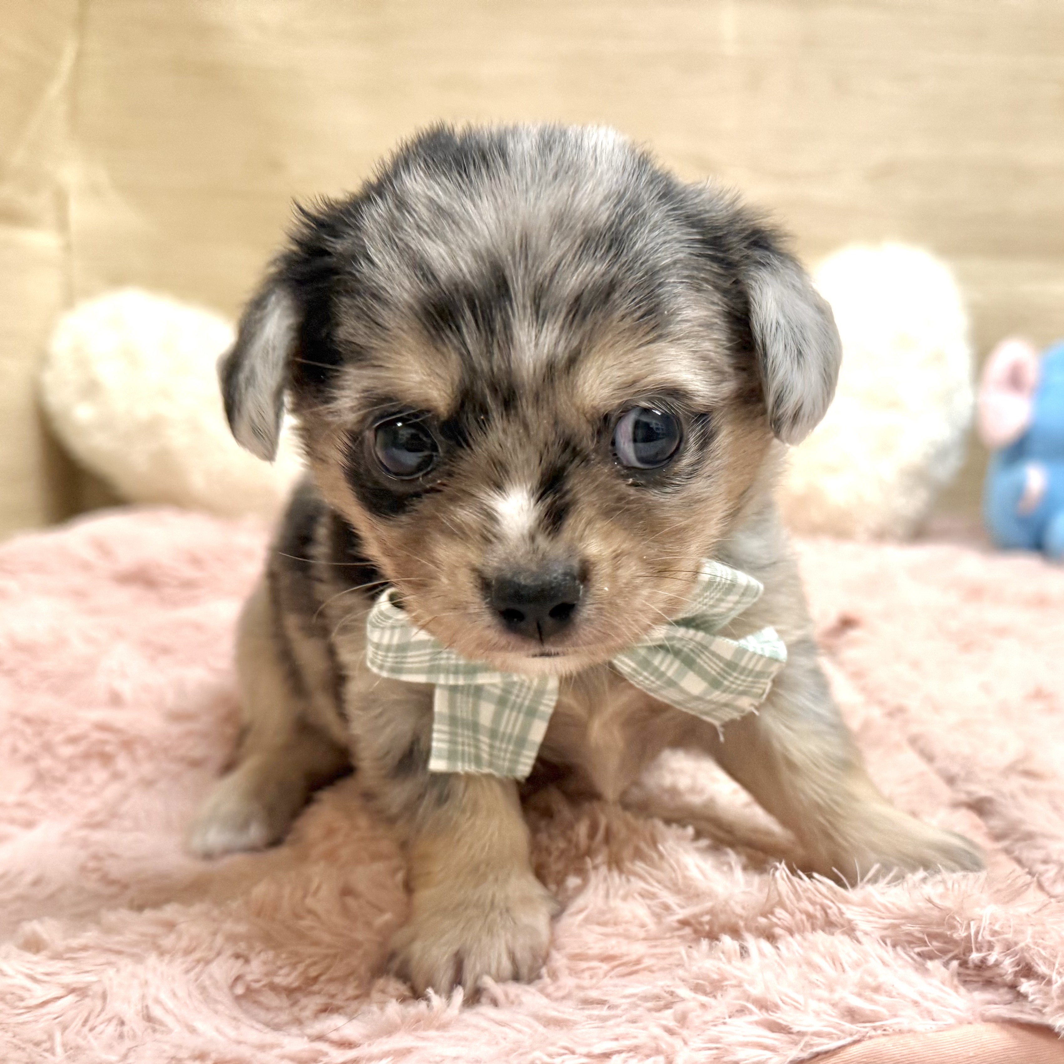 大阪府のチワックス(チワワ×ダックス) (犬の家＆猫の里そよら東岸和田店/2026年4月29日生まれ/男の子/ブルーマール)の子犬