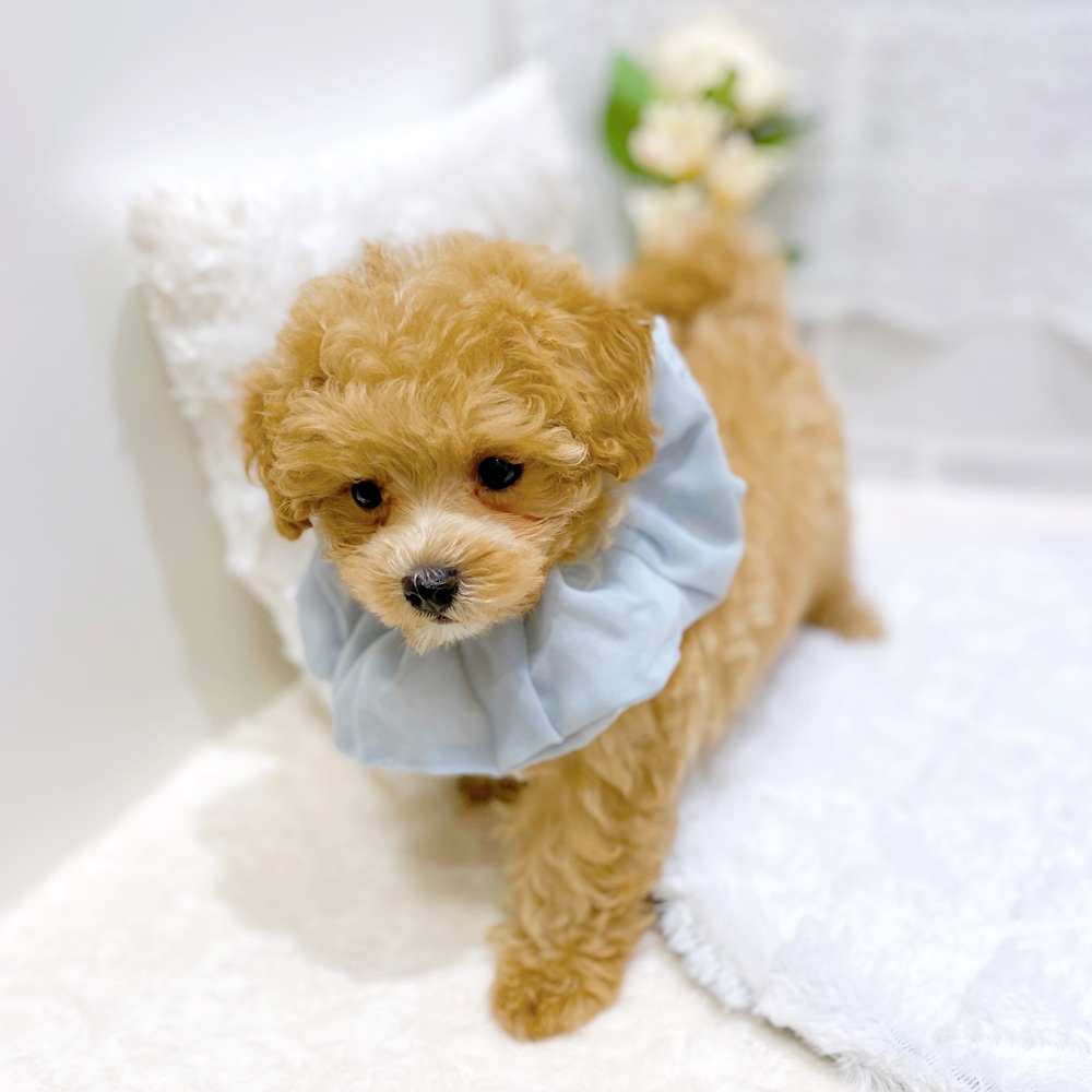 滋賀県のマルプー(マルチーズ×プードル) (犬の家＆猫の里長浜店/2026年4月29日生まれ/女の子/クリーム)の子犬の3枚目の画像