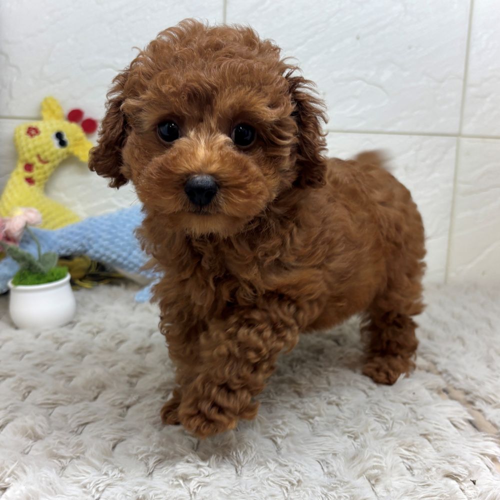 兵庫県のトイプードル(トイ) (犬の家＆猫の里ゆめタウン姫路店/2026年4月30日生まれ/女の子/レッドフォーン)の子犬の3枚目の画像