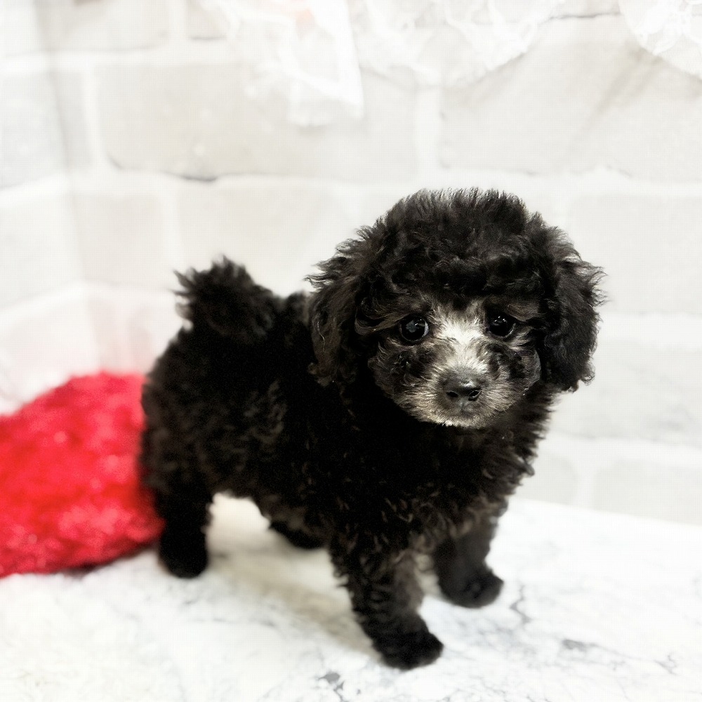 京都府のトイプードル(ティーカップ) (犬の家＆猫の里京都精華店/2026年4月21日生まれ/男の子/グレー)の子犬の3枚目の画像
