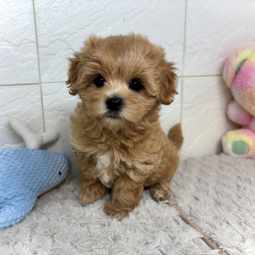兵庫県のマルプー(マルチーズ×プードル) (犬の家＆猫の里ゆめタウン姫路店/2026年5月1日生まれ/女の子/アプリコットホワイト)の子犬の3枚目の画像