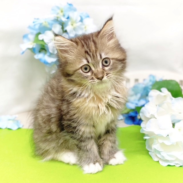 静岡県のマンチカン (犬の家＆猫の里藤枝店/2026年4月29日生まれ/女の子/ブラウンパッチドタビーホワイト)の子猫の3枚目の画像