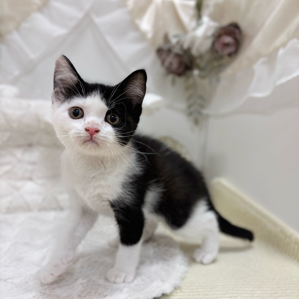 岐阜県のブリティッシュショートヘアー (犬の家＆猫の里カラフルタウン岐阜店/2026年5月1日生まれ/女の子/ブラックホワイト)の子猫の3枚目の画像