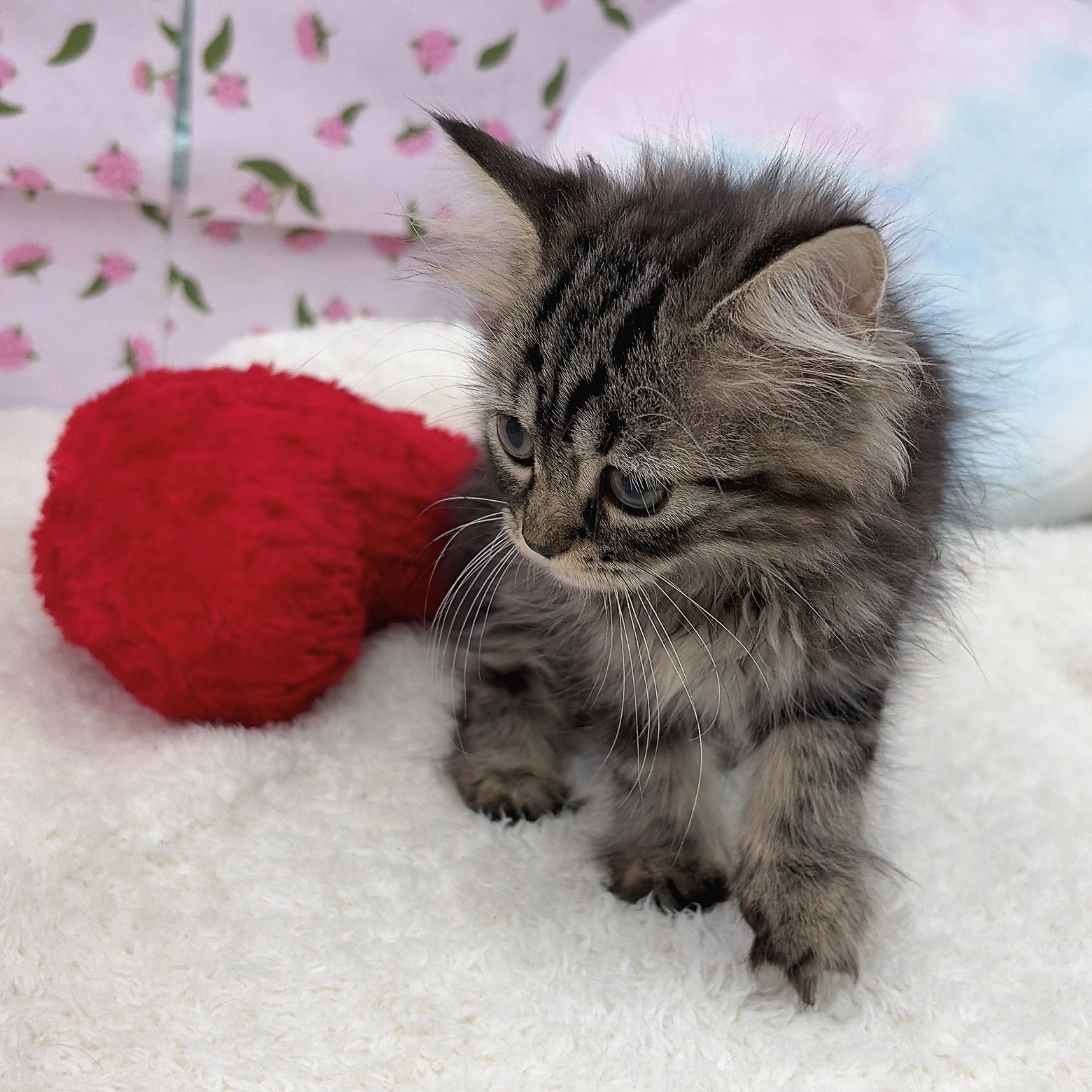 愛知県のスコティッシュストレート (犬の家＆猫の里エアポートウォーク店/2026年5月1日生まれ/女の子/ブラウンタビー)の子猫の3枚目の画像
