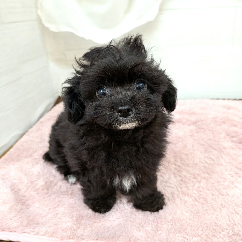愛知県のチワプー/プーチー(チワワ×プードル) (犬の家＆猫の里碧南店/2026年4月29日生まれ/男の子/ブラック)の子犬の3枚目の画像