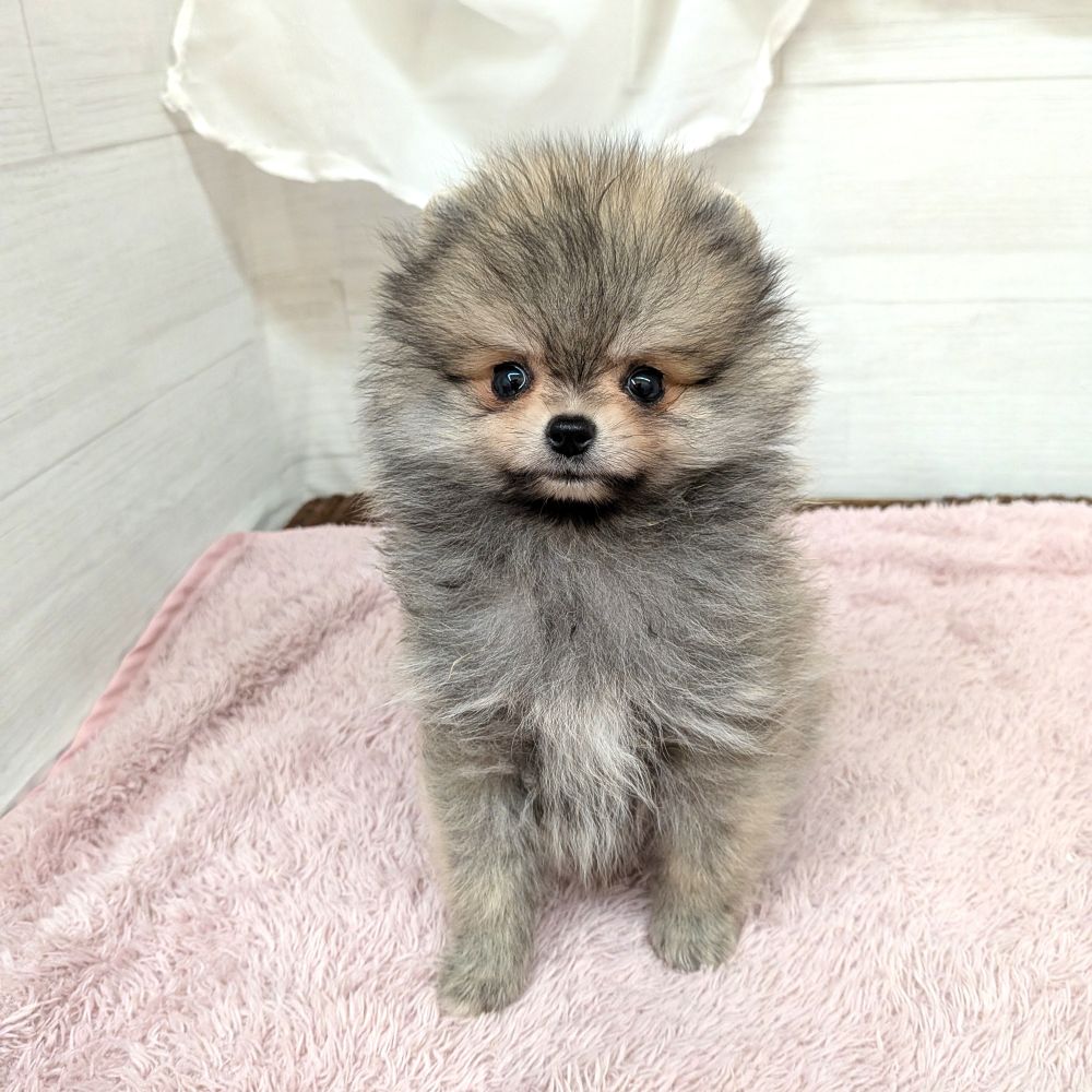 愛知県のポメラニアン (犬の家＆猫の里碧南店/2026年4月30日生まれ/男の子/ウルフセーブル)の子犬の3枚目の画像