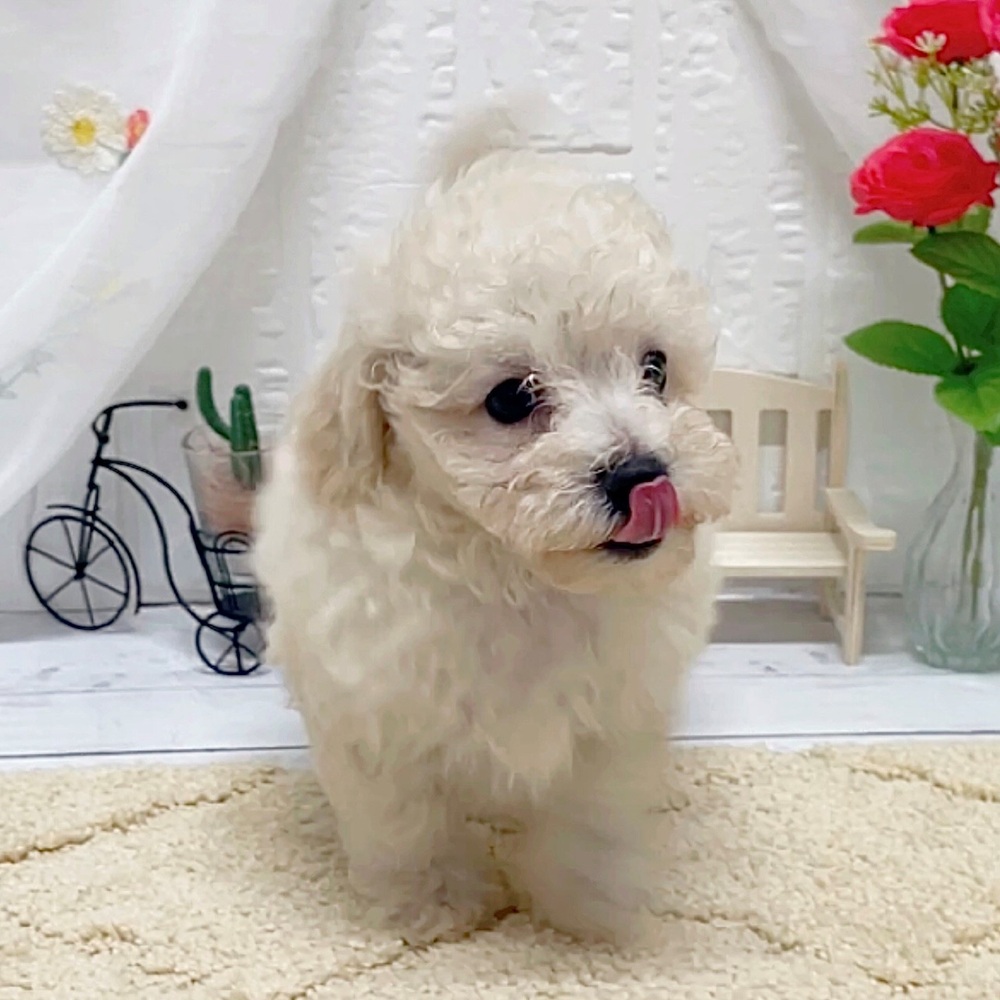 岡山県のマルプー(マルチーズ×プードル) (犬の家＆猫の里岡山店/2026年5月3日生まれ/男の子/クリームホワイト)の子犬の3枚目の画像