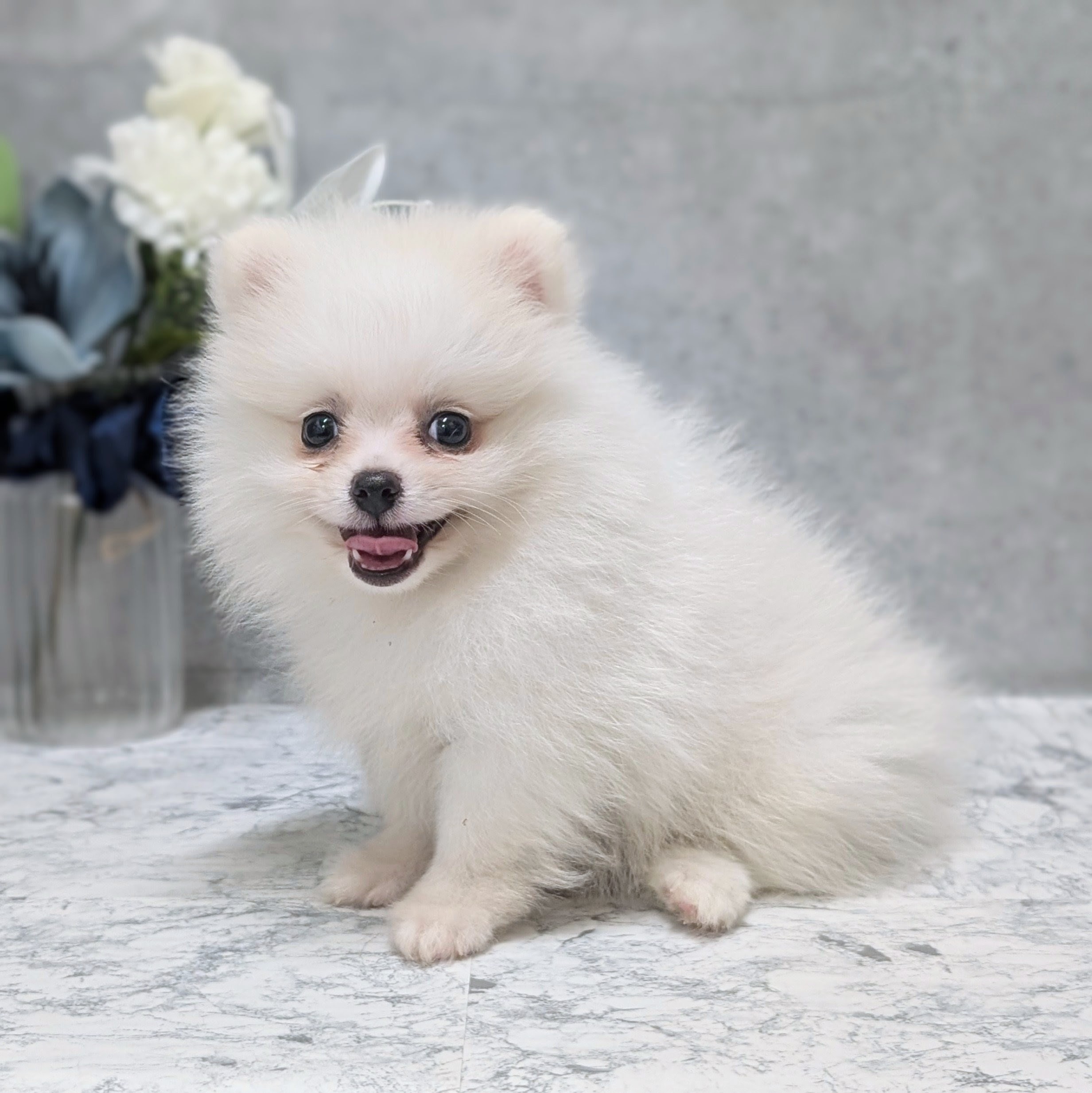 愛知県のハーフ犬・ミックス犬 (犬の家＆猫の里安城店/2026年5月3日生まれ/男の子/ホワイトクリーム)の子犬の3枚目の画像