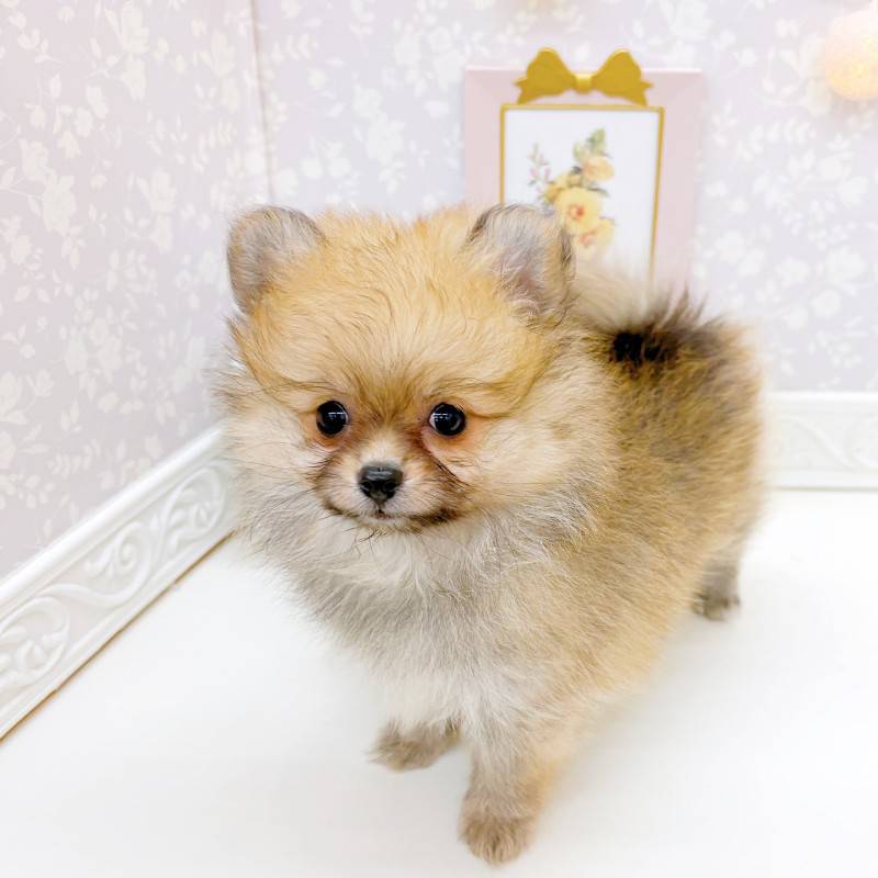 富山県のハーフ犬・ミックス犬 (犬の家＆猫の里富山店/2026年5月3日生まれ/女の子/オレンジ)の子犬の3枚目の画像