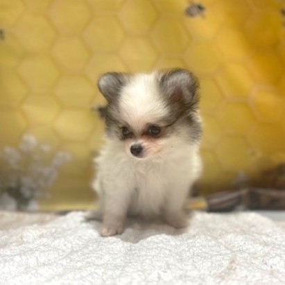 福岡県のハーフ犬・ミックス犬 (犬の家＆猫の里トリアス久山店/2026年5月3日生まれ/女の子/パーティーカラー)の子犬の3枚目の画像