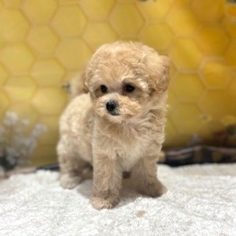 福岡県のマルプー(マルチーズ×プードル) (犬の家＆猫の里トリアス久山店/2026年5月1日生まれ/女の子/クリーム)の子犬の3枚目の画像