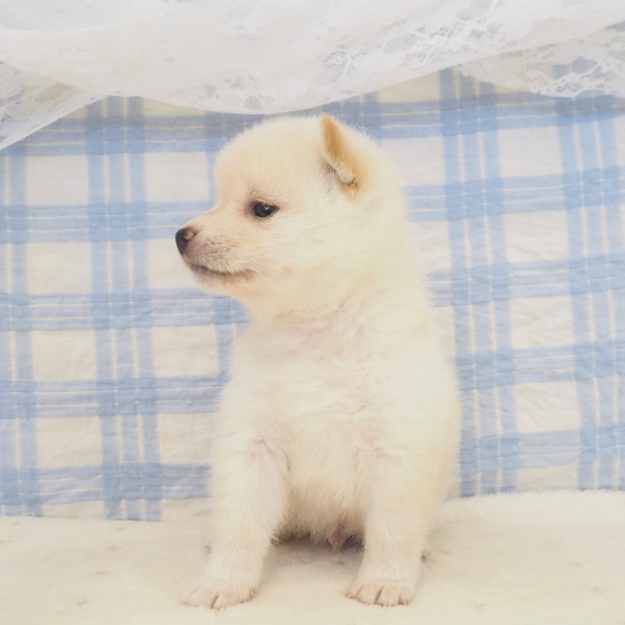 大阪府の豆柴 (犬の家＆猫の里もりのみやキューズモールBASE店/2026年5月2日生まれ/男の子/白)の子犬の3枚目の画像