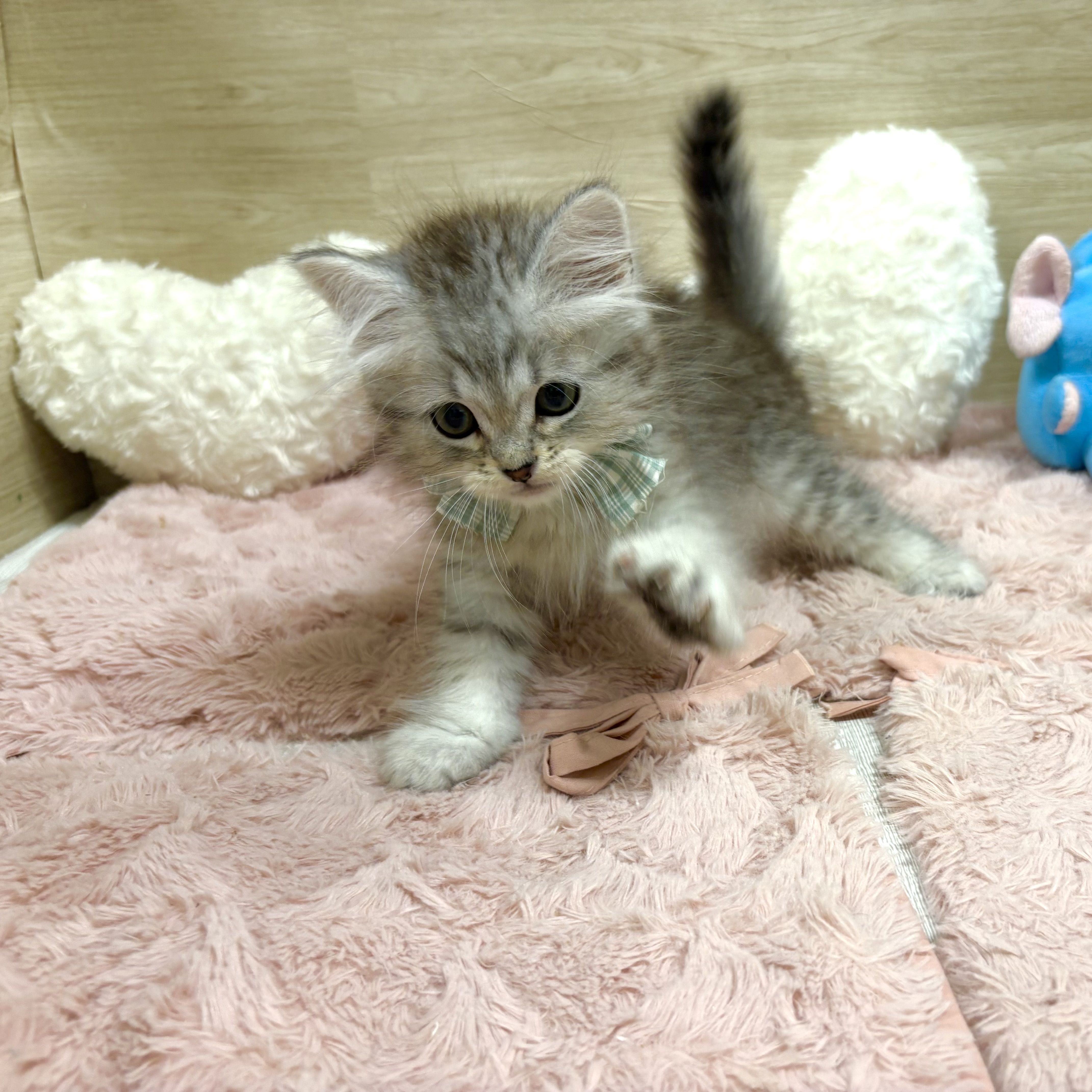 大阪府のミヌエット (犬の家＆猫の里そよら東岸和田店/2026年5月3日生まれ/男の子/シルバーマッカレルタビー)の子猫の3枚目の画像