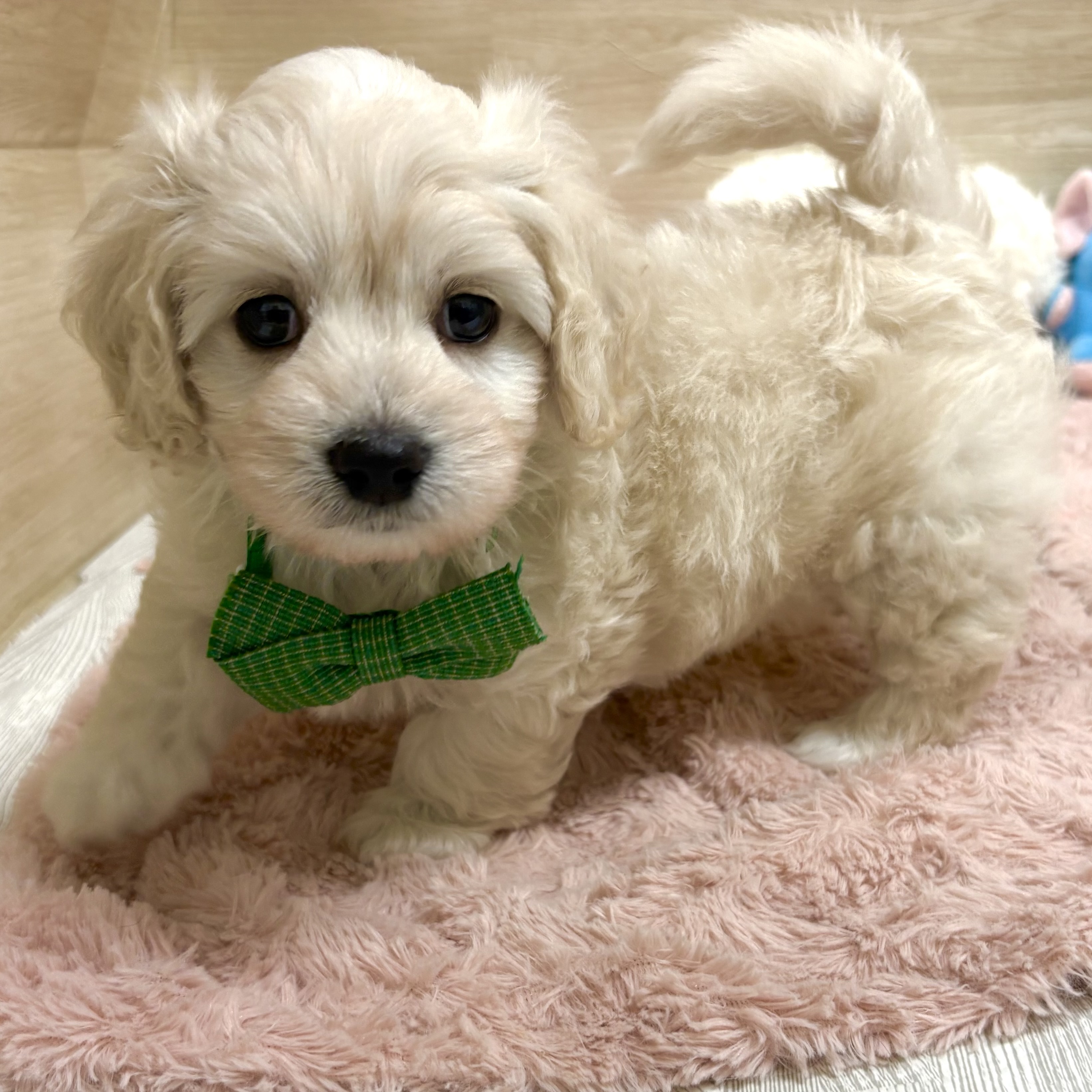 大阪府のマルックス(マルチーズ×ダックス) (犬の家＆猫の里そよら東岸和田店/2026年5月3日生まれ/男の子/クリーム)の子犬