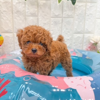 岡山県のトイプードル(トイ) (犬の家＆猫の里倉敷店/2026年5月1日生まれ/男の子/レッドフォーン)の子犬の3枚目の画像