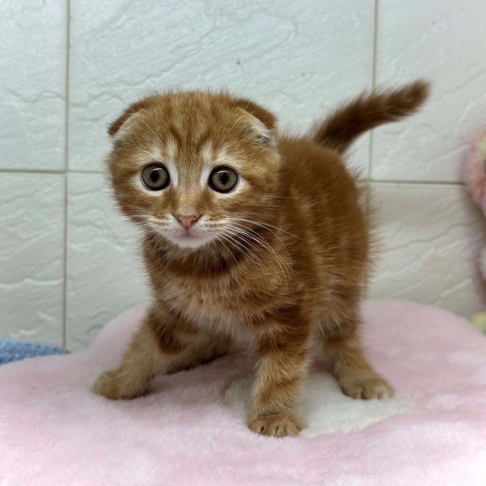 兵庫県のスコティッシュフォールド (犬の家＆猫の里ゆめタウン姫路店/2026年4月29日生まれ/女の子/レッドタビー)の子猫の3枚目の画像