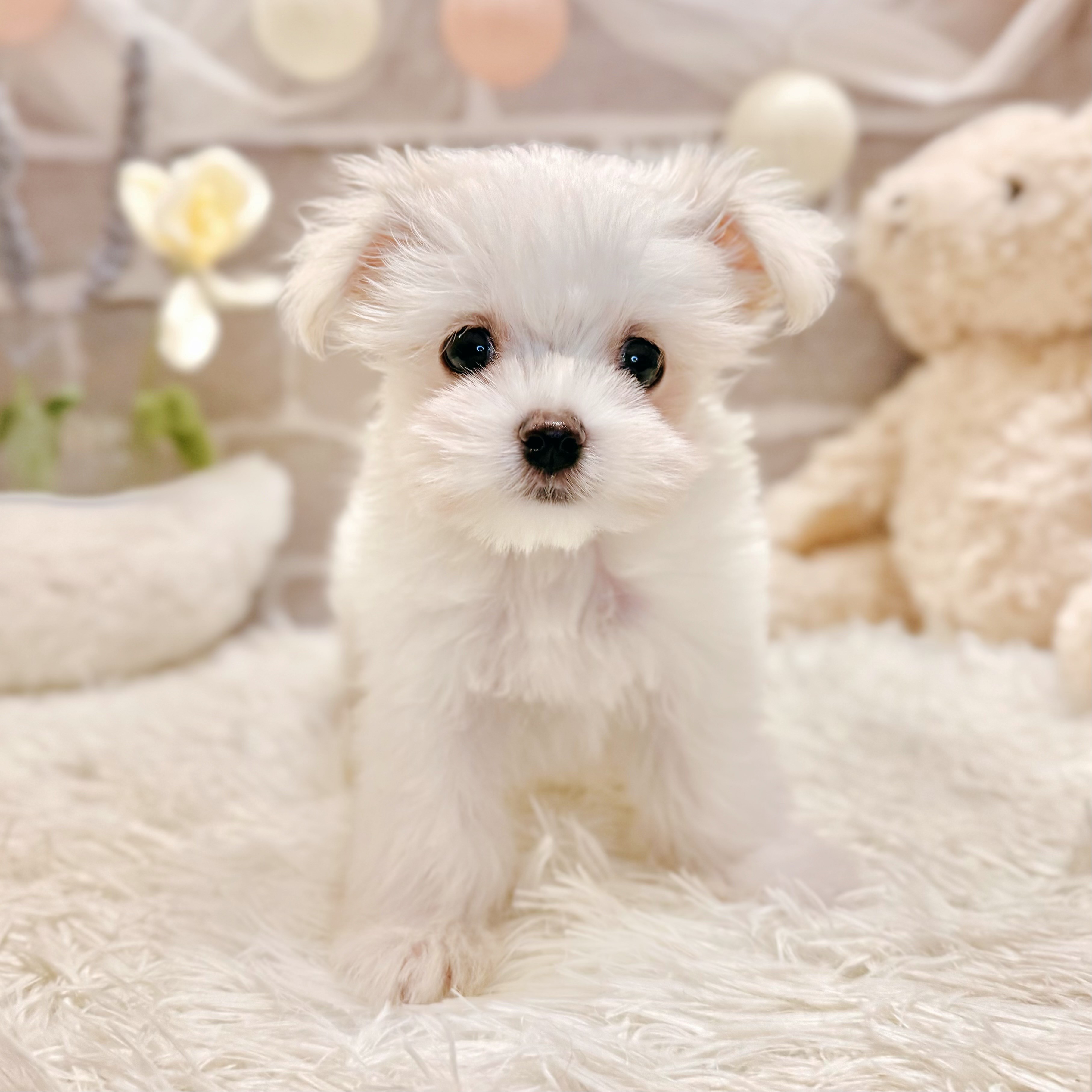 兵庫県のマルチーズ (犬の家＆猫の里神戸店/2026年5月2日生まれ/男の子/ホワイト)の子犬の3枚目の画像