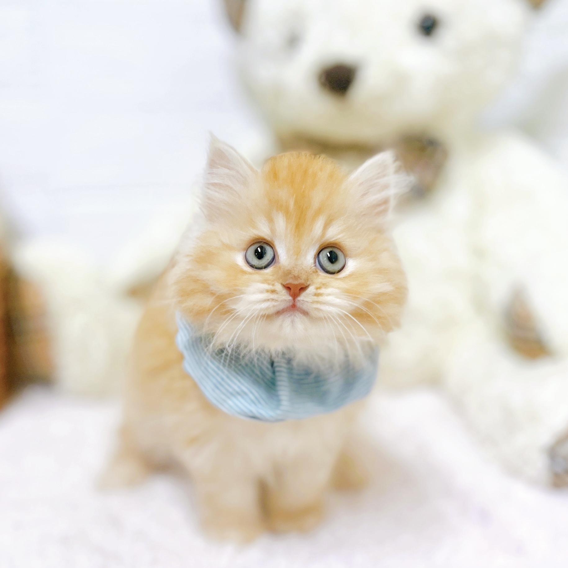 滋賀県のサイベリアン (犬の家＆猫の里近江八幡店/2026年4月26日生まれ/男の子/レッドタビー)の子猫の3枚目の画像
