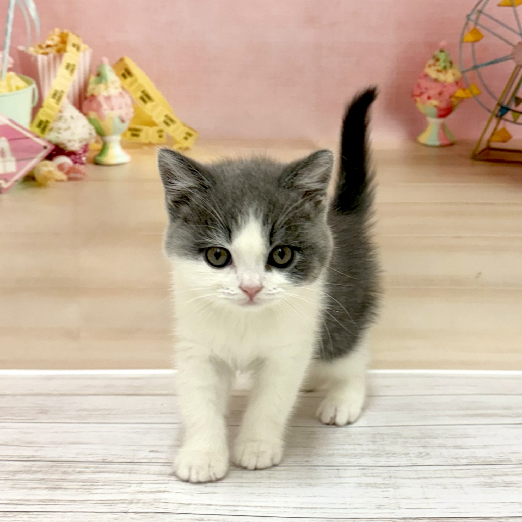 兵庫県のブリティッシュショートヘアー (犬の家＆猫の里尼崎店/2026年4月26日生まれ/男の子/ブルーホワイト)の子猫
