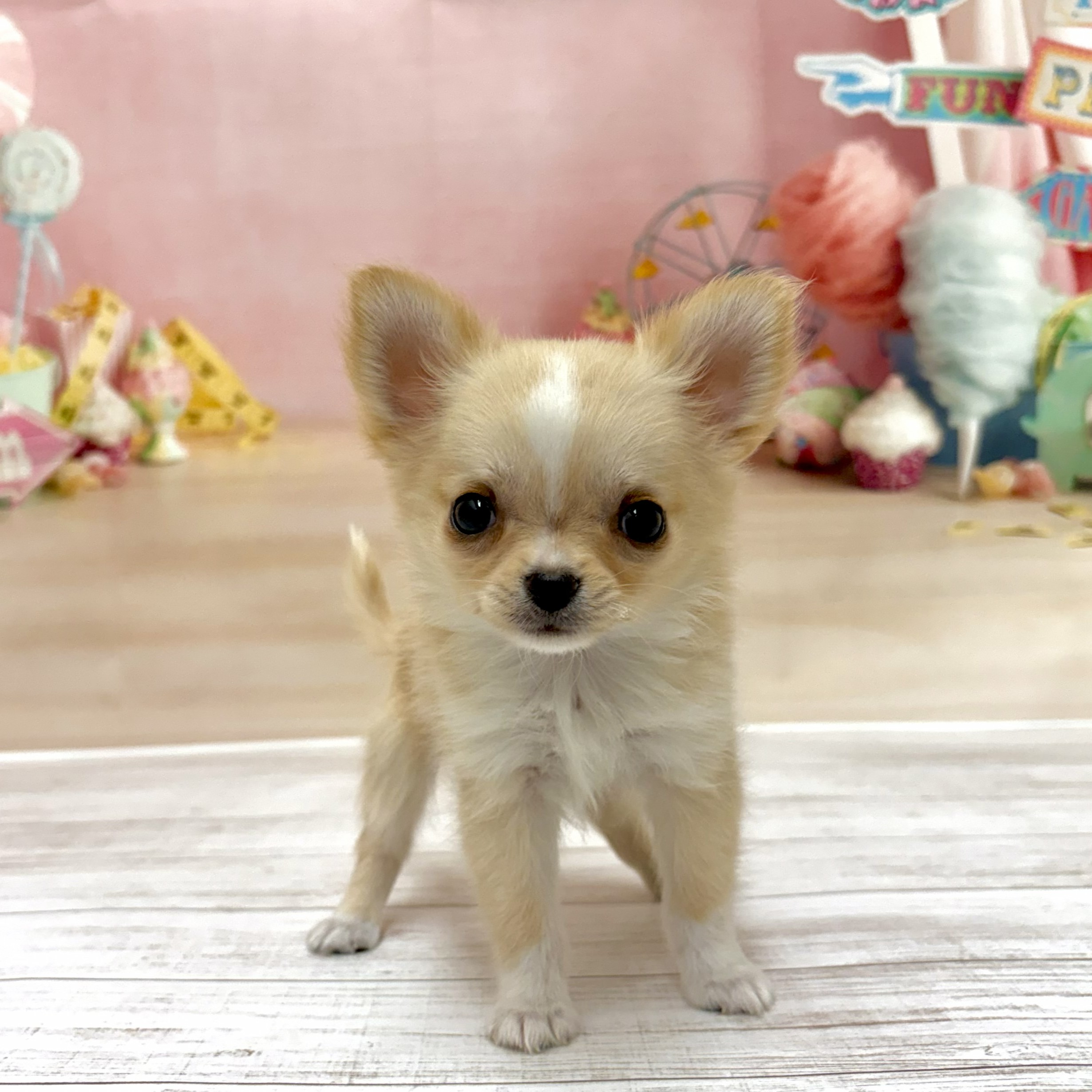 兵庫県のチワワ(ロング) (犬の家＆猫の里尼崎店/2026年4月30日生まれ/男の子/クリームホワイト)の子犬