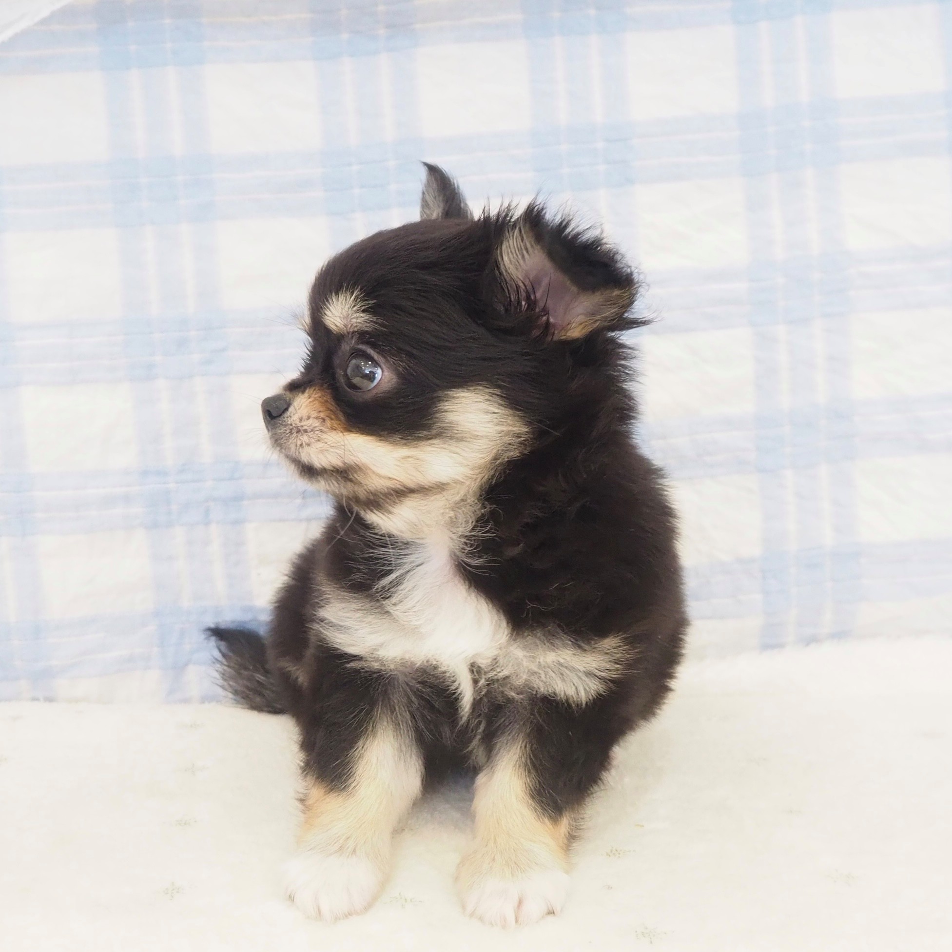 大阪府のチワワ(ロング) (犬の家＆猫の里もりのみやキューズモールBASE店/2026年5月2日生まれ/女の子/ブラックタンホワイト)の子犬の3枚目の画像