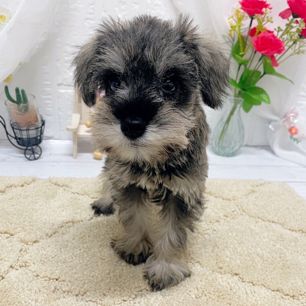 岡山県のミニチュアシュナウザー (犬の家＆猫の里岡山店/2026年5月3日生まれ/女の子/ソルトペッパー)の子犬の3枚目の画像
