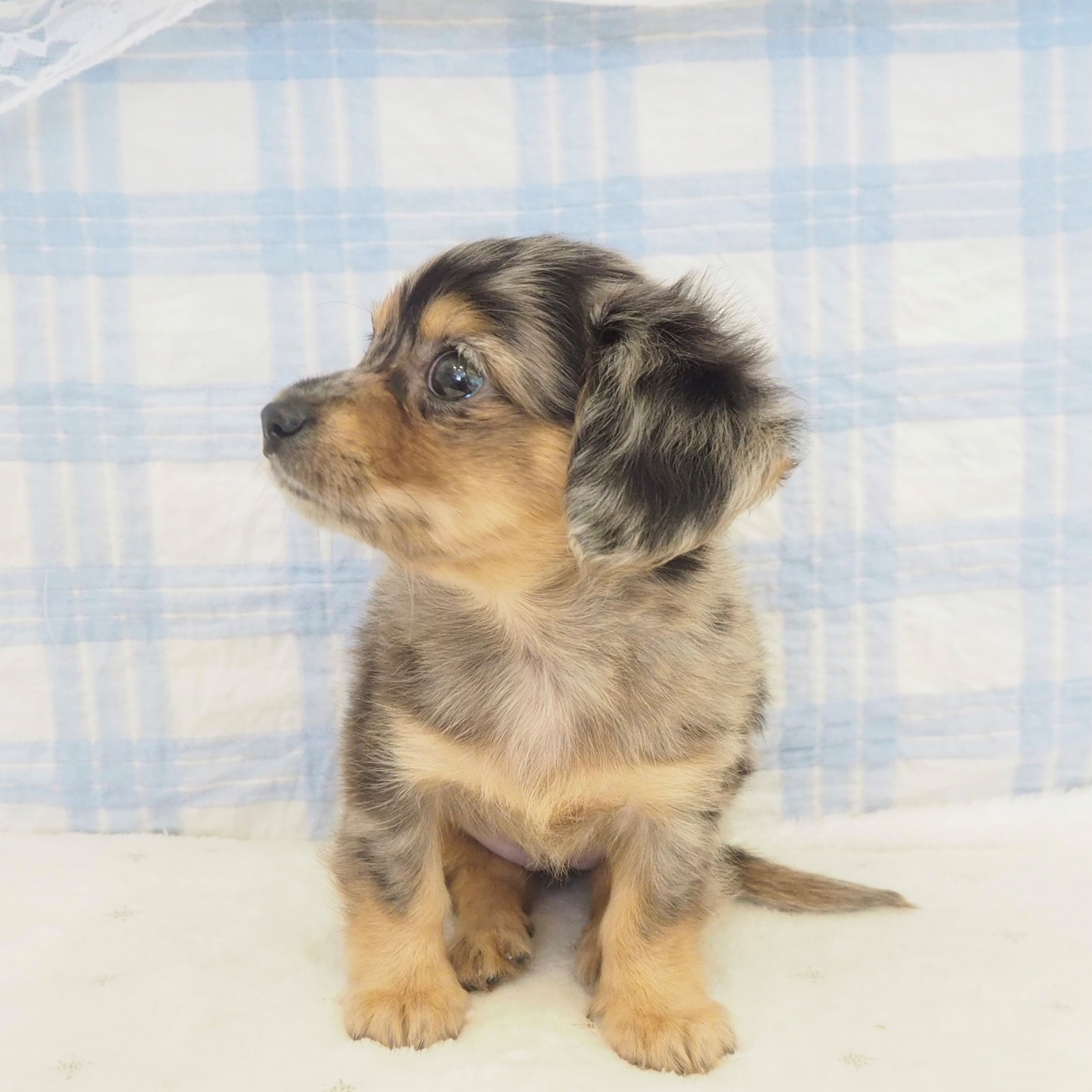 大阪府のチワックス(チワワ×ダックス) (犬の家＆猫の里もりのみやキューズモールBASE店/2026年5月2日生まれ/女の子/ブルーマール)の子犬の3枚目の画像