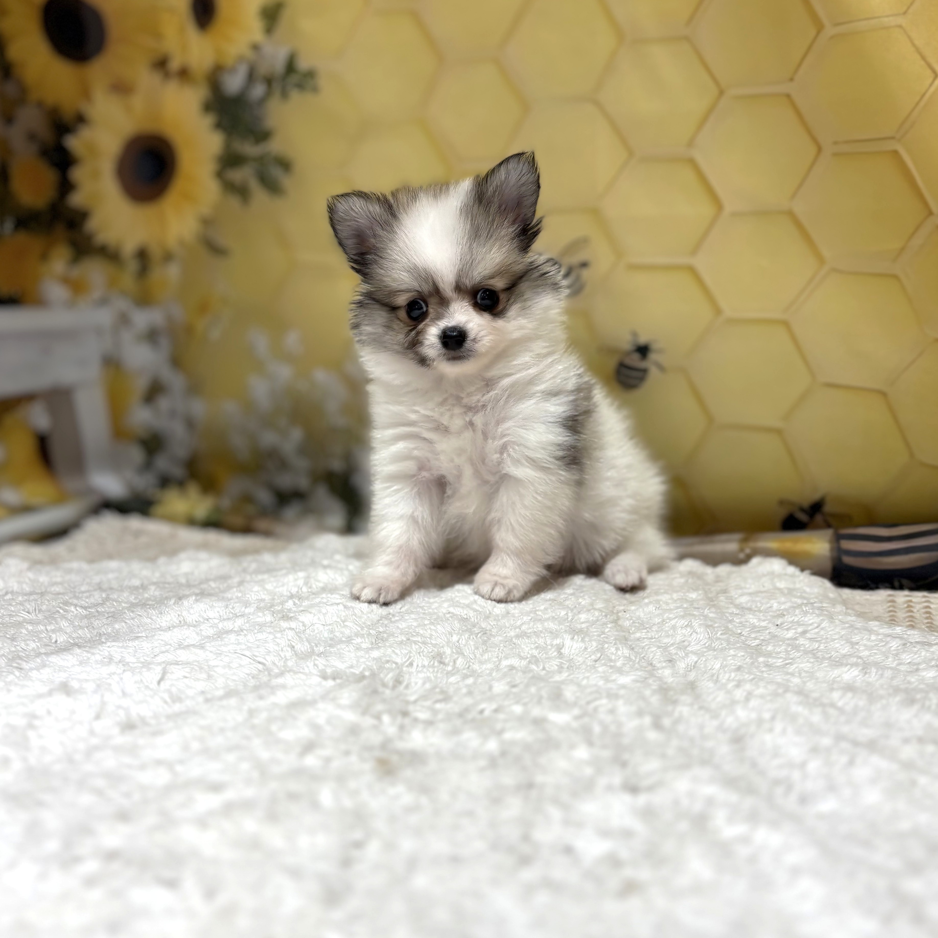 福岡県のポメチワ/チワポメ/ポメチー(ポメラニアン×チワワ) (犬の家＆猫の里トリアス久山店/2026年5月2日生まれ/男の子/パーティーカラー)の子犬の3枚目の画像