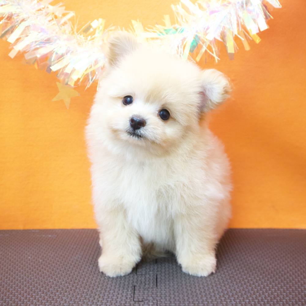 大阪府のポメプー(ポメラニアン×プードル) (犬の家＆猫の里吹田店/2026年5月2日生まれ/男の子/アプリコット)の子犬の3枚目の画像