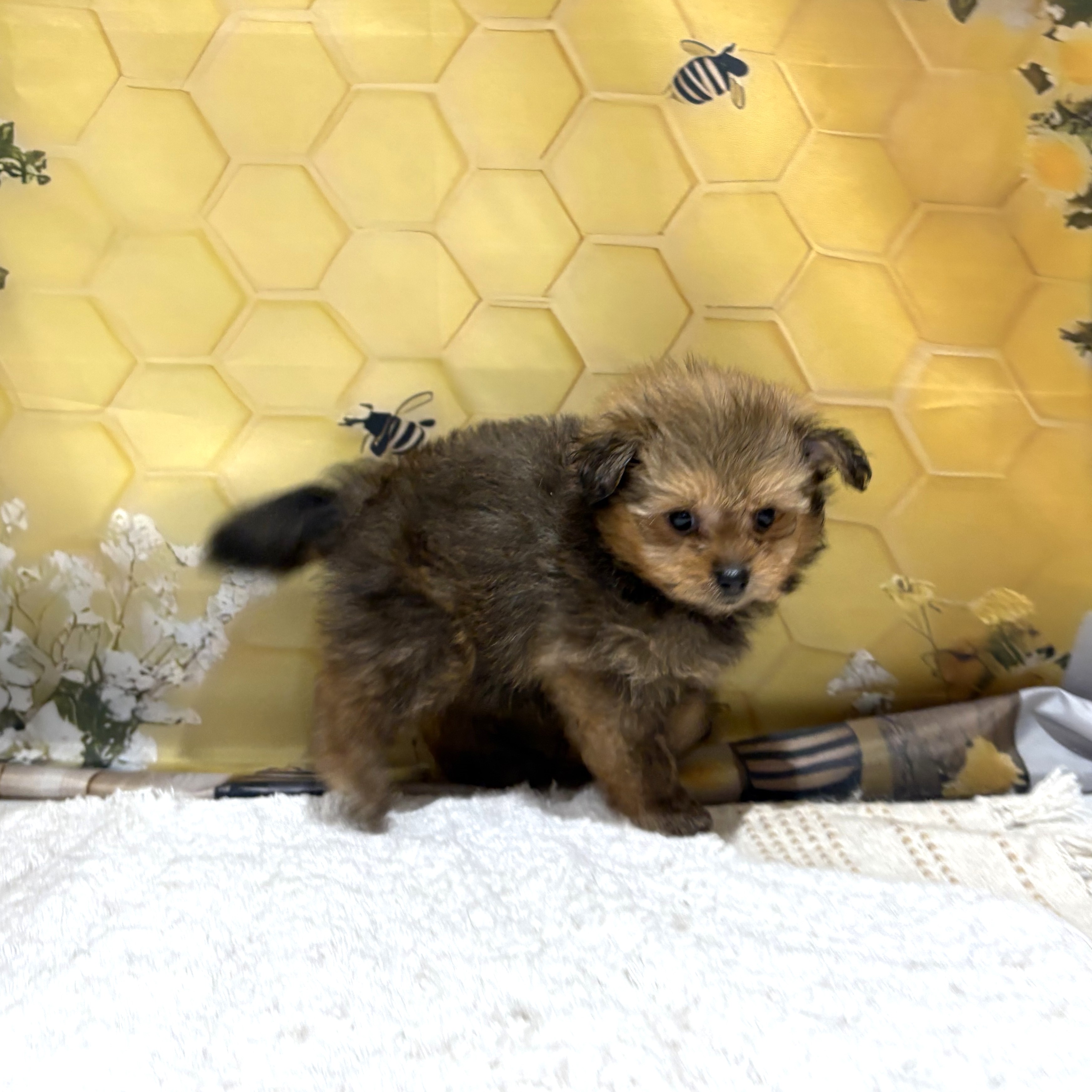 福岡県のポメプー(ポメラニアン×プードル) (犬の家＆猫の里トリアス久山店/2026年5月2日生まれ/女の子/オレンジ)の子犬の3枚目の画像
