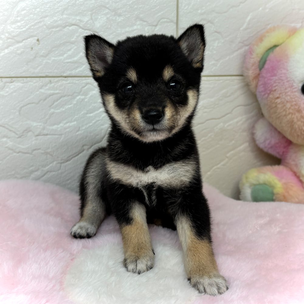 兵庫県の豆柴 (犬の家＆猫の里ゆめタウン姫路店/2026年4月30日生まれ/女の子/黒)の子犬の1枚目の画像