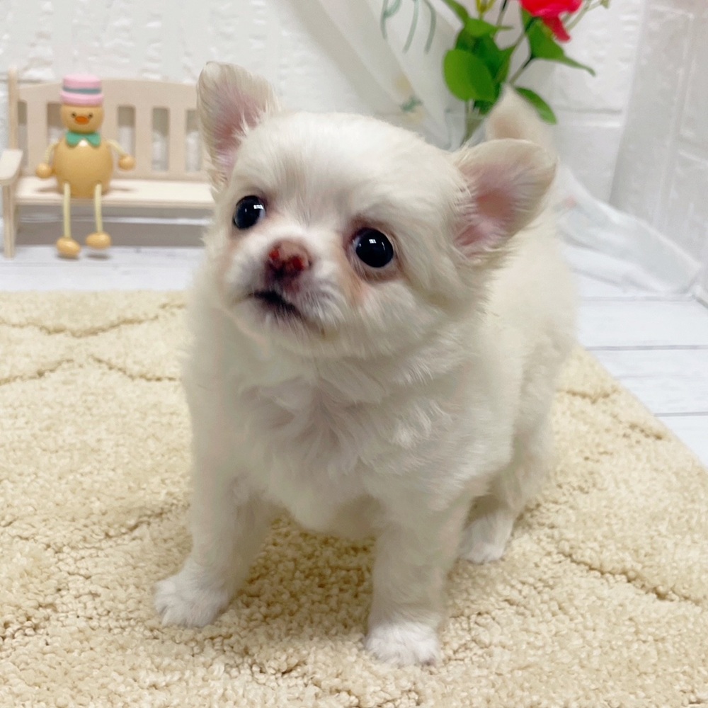 岡山県のチワワ(ロング) (犬の家＆猫の里岡山店/2026年5月2日生まれ/男の子/クリームホワイト)の子犬の3枚目の画像