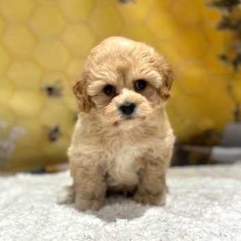 福岡県のマルプー(マルチーズ×プードル) (犬の家＆猫の里トリアス久山店/2026年5月1日生まれ/男の子/クリーム)の子犬の1枚目の画像
