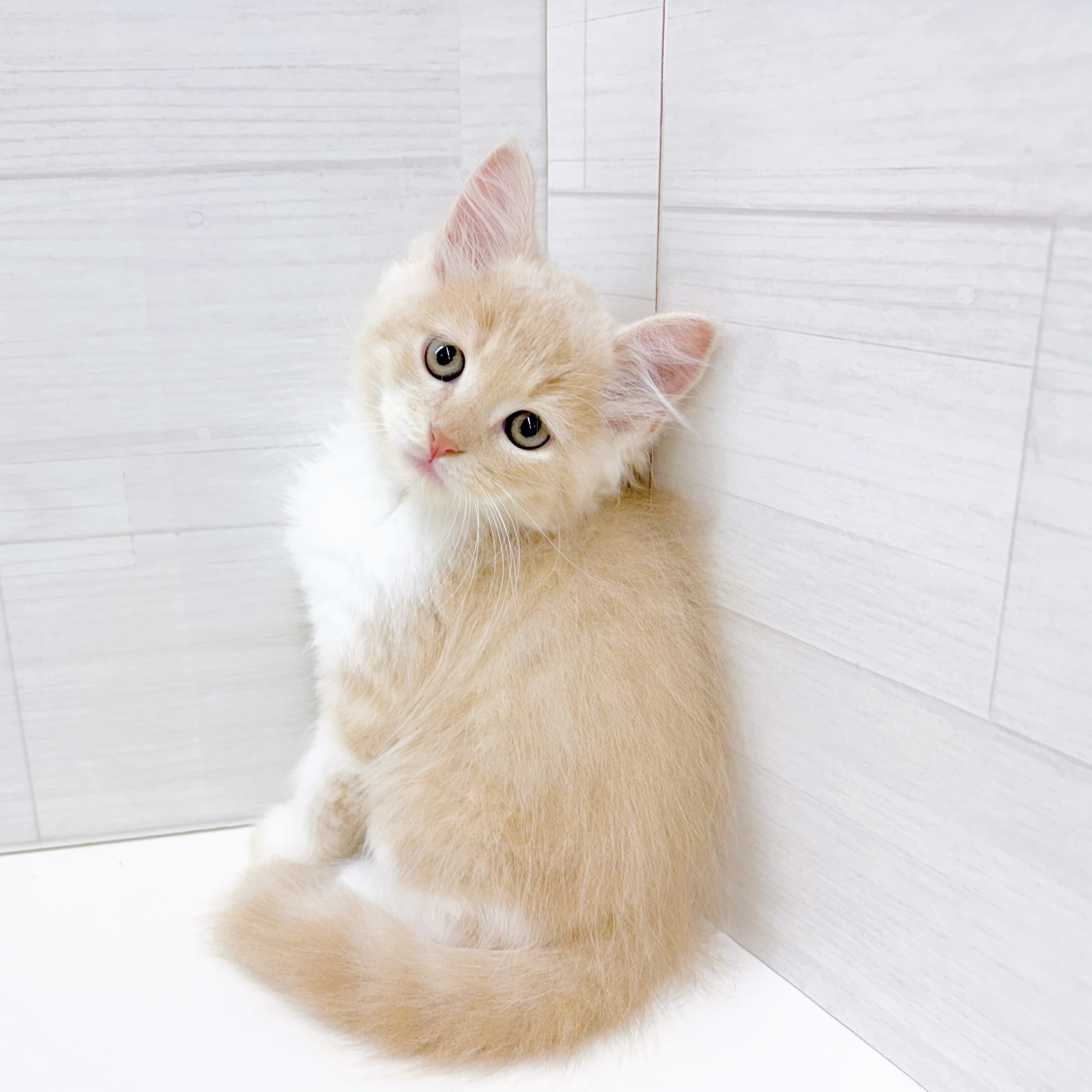 石川県のラガマフィン (犬の家＆猫の里アミーゴ金沢おこばた店/2026年5月2日生まれ/男の子/クリームタビーホワイト)の子猫の3枚目の画像