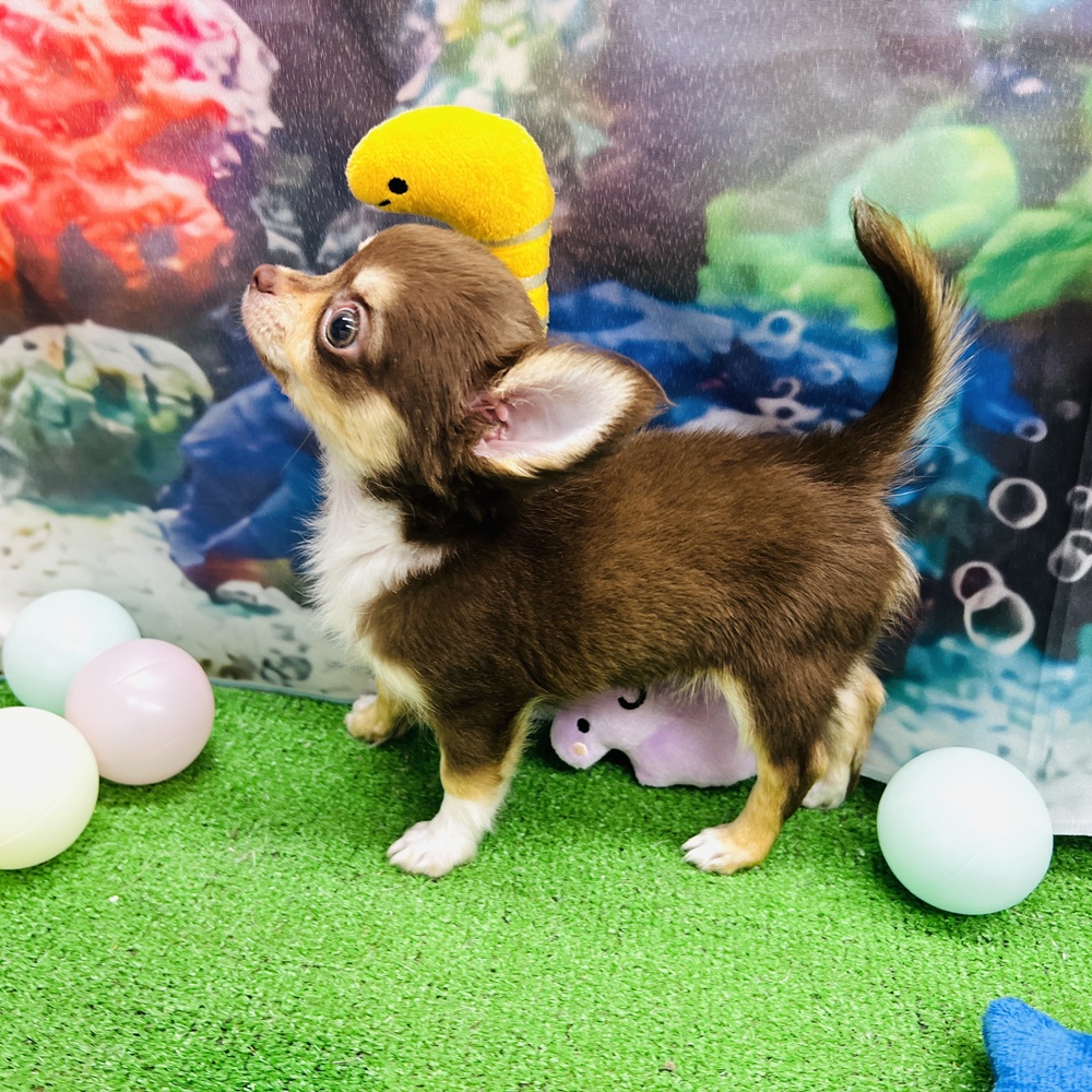 愛知県のチワワ(ロング) (犬の家＆猫の里名古屋天白店/2026年4月30日生まれ/男の子/チョコレートタンホワイト)の子犬の3枚目の画像
