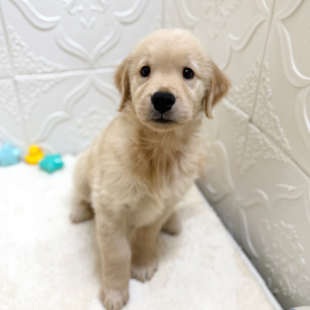 愛知県のゴールデンレトリバー (犬の家＆猫の里岡崎店/2026年5月2日生まれ/男の子/ゴールデン)の子犬の3枚目の画像