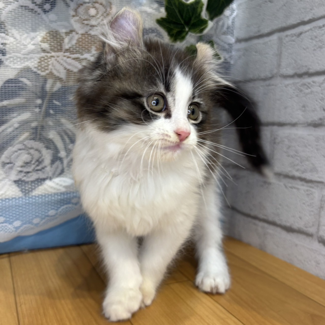 長野県のアメリカンカール (犬の家＆猫の里カインズ梓川店/2026年5月3日生まれ/男の子/ブラウンタビーホワイト)の子猫の3枚目の画像