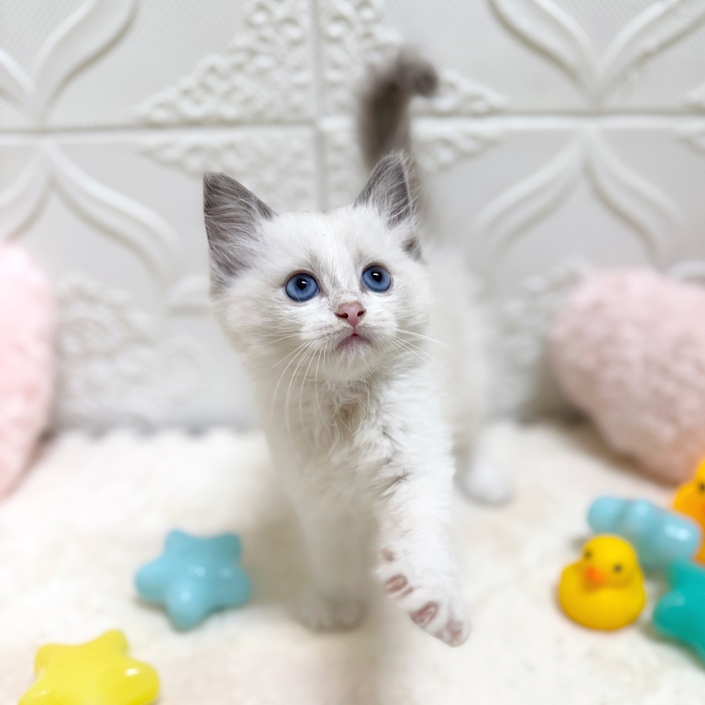 愛知県のラグドール (犬の家＆猫の里岡崎店/2026年5月2日生まれ/男の子/ブルーポイントバイカラー)の子猫の3枚目の画像