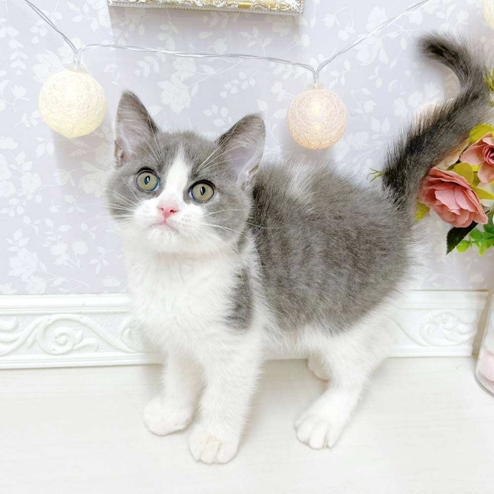 富山県のブリティッシュショートヘアー (犬の家＆猫の里アミーゴ山室店/2026年4月30日生まれ/男の子/ブルーホワイト)の子猫の3枚目の画像