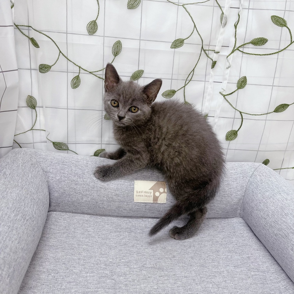 長野県のブリティッシュショートヘアー (犬の家＆猫の里塩尻店/2026年4月30日生まれ/男の子/ブルー)の子猫の3枚目の画像