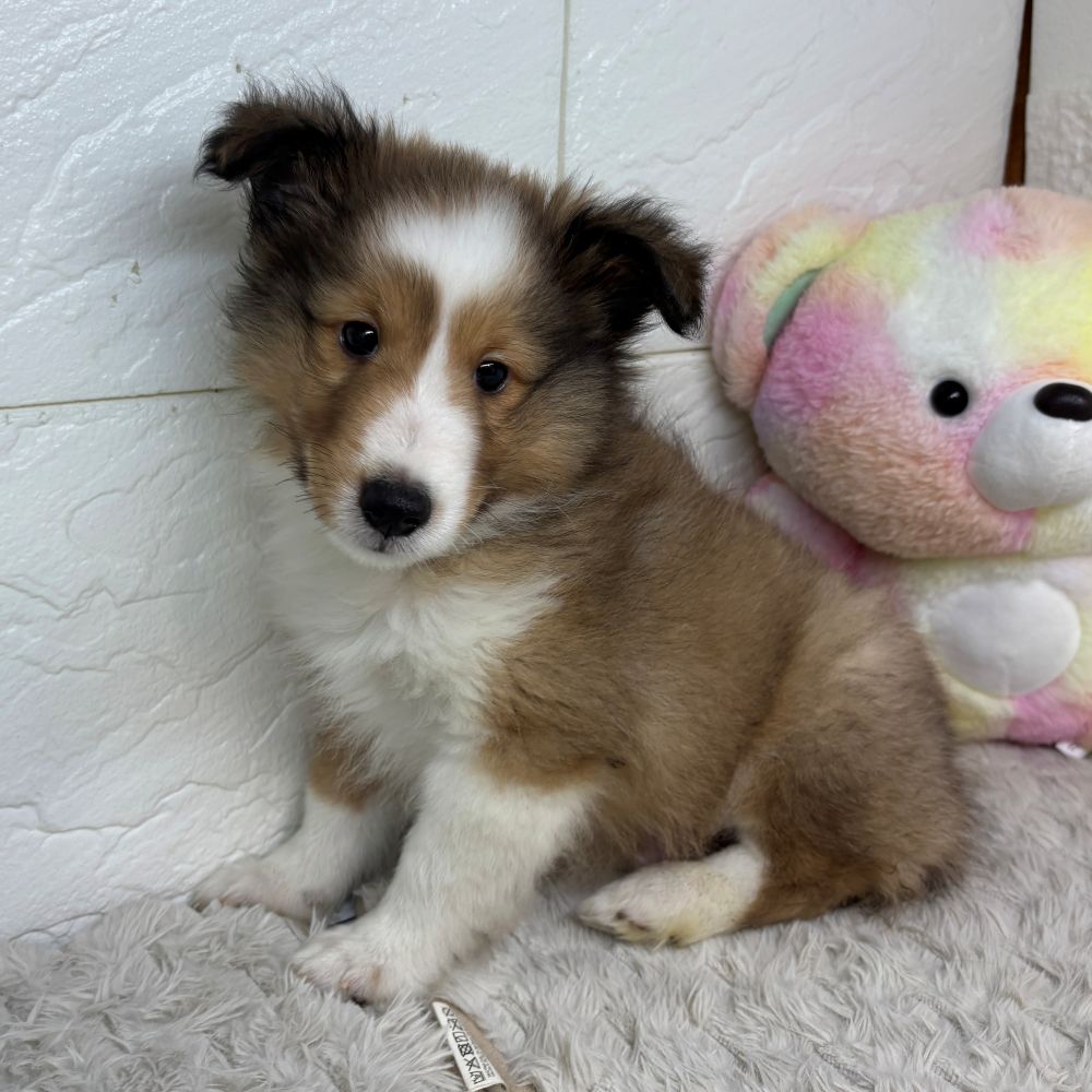 兵庫県のシェットランドシープドッグ (犬の家＆猫の里ゆめタウン姫路店/2026年4月30日生まれ/男の子/セーブルホワイト)の子犬の3枚目の画像