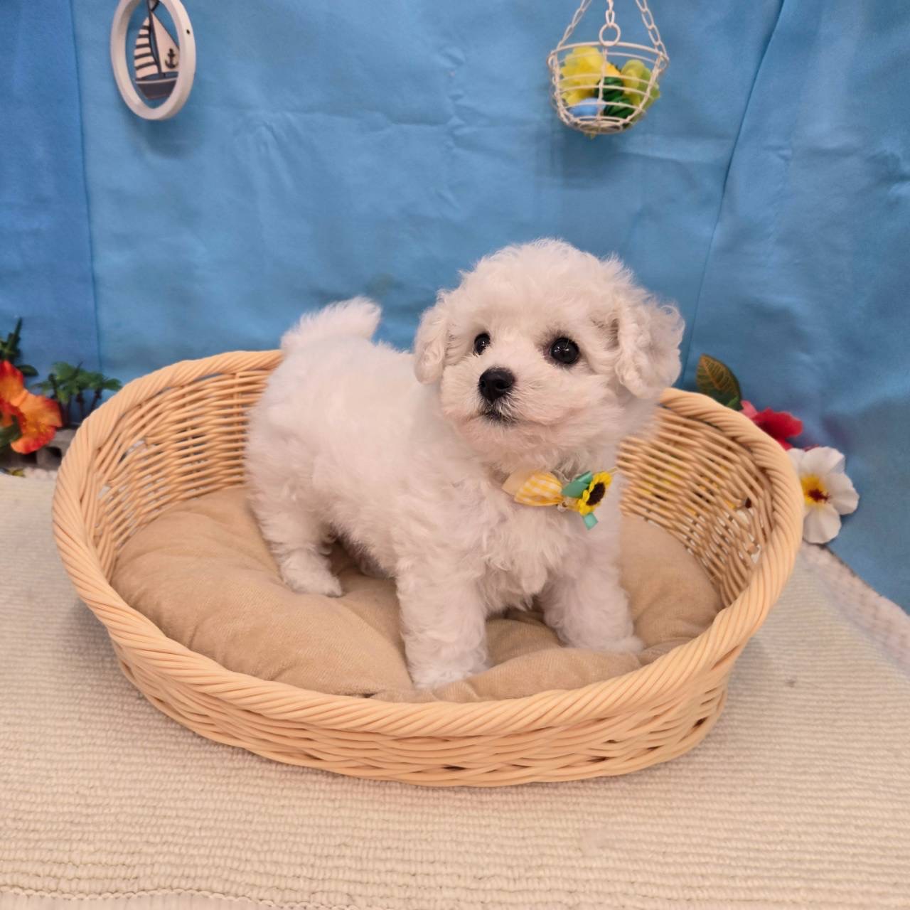 岐阜県のビションフリーゼ (犬の家＆猫の里岐南店/2026年5月3日生まれ/男の子/ホワイト)の子犬の3枚目の画像