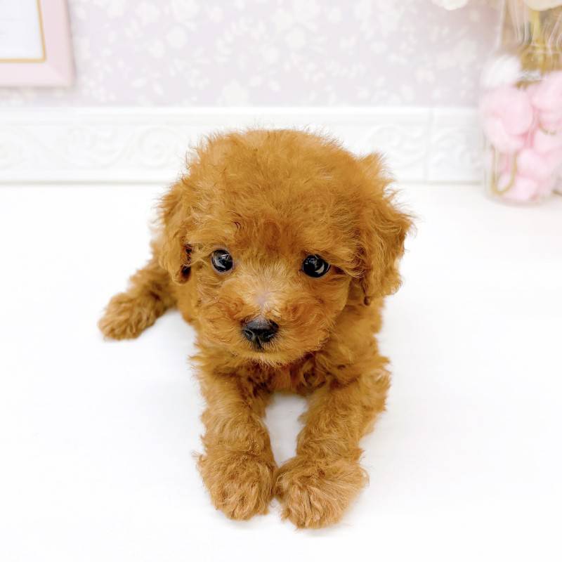 富山県のトイプードル(タイニー) (犬の家＆猫の里富山店/2026年5月5日生まれ/男の子/レッド)の子犬の3枚目の画像