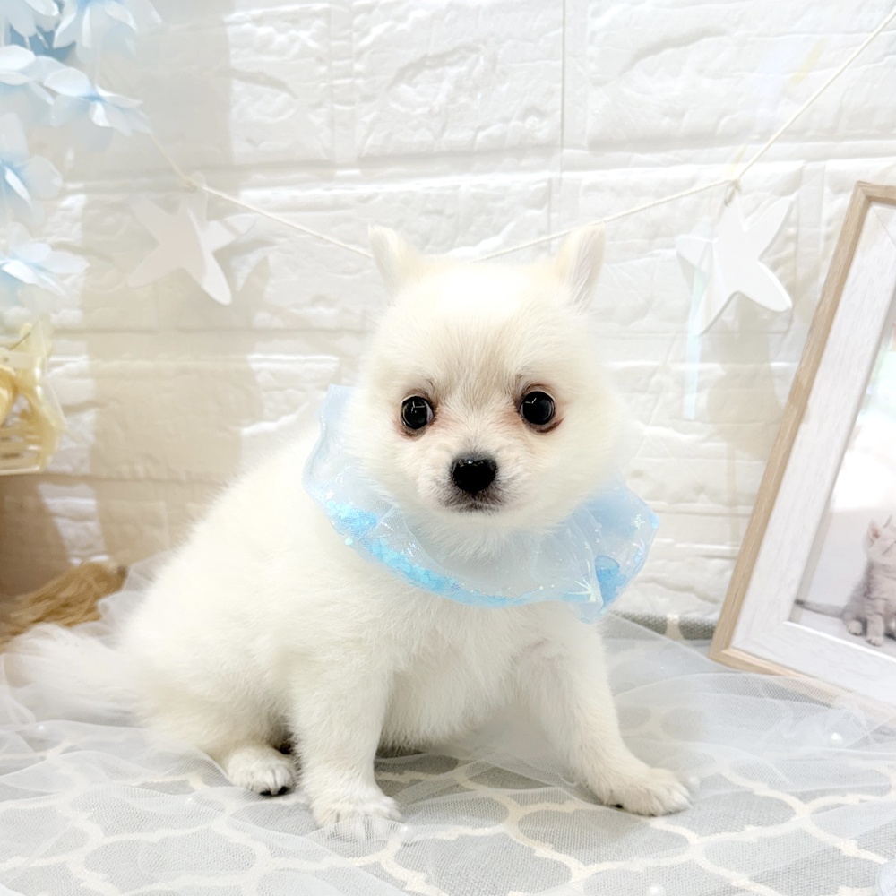 静岡県のハーフ犬・ミックス犬 (犬の家＆猫の里富士店/2026年5月5日生まれ/男の子/クリーム)の子犬の3枚目の画像