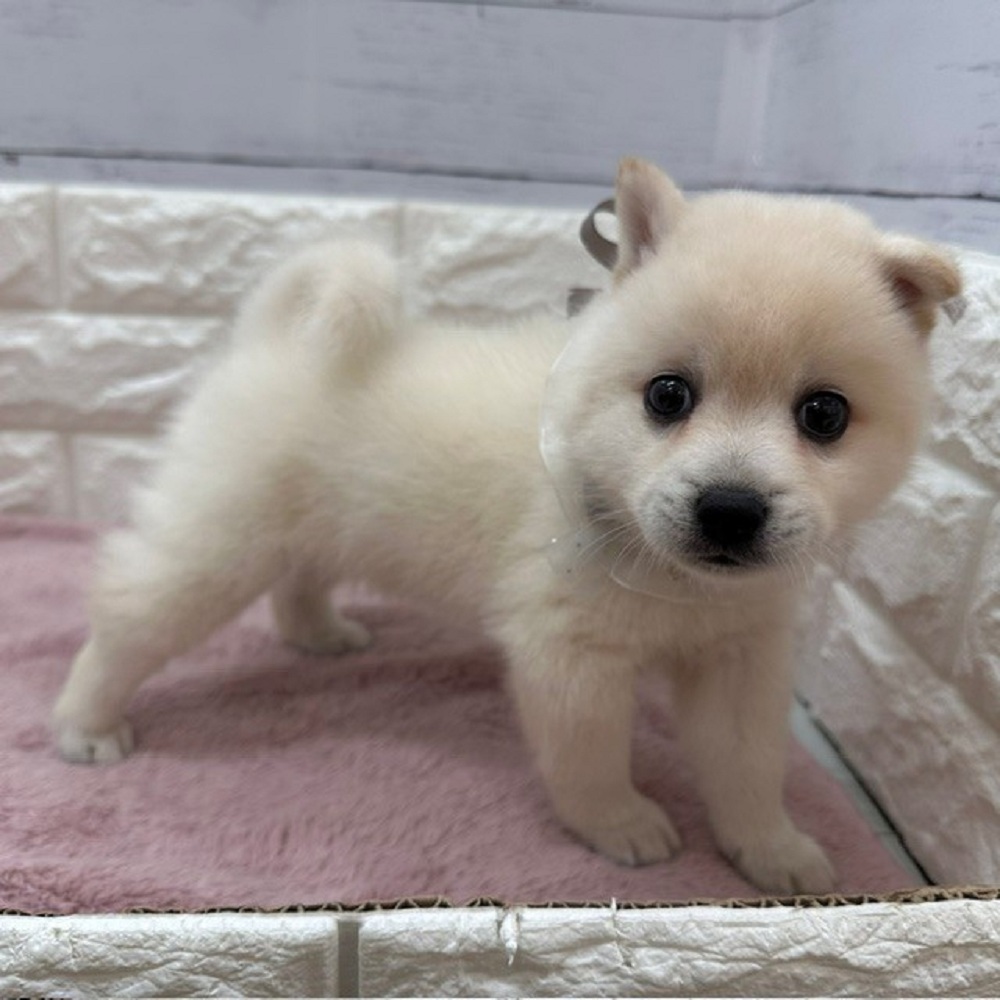 静岡県のハーフ犬・ミックス犬 (犬の家＆猫の里アミーゴ浜松和田店/2026年5月2日生まれ/男の子/白)の子犬の1枚目の画像