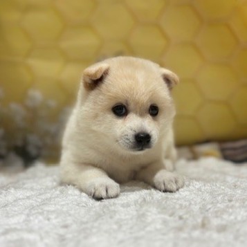 福岡県のハーフ犬・ミックス犬 (犬の家＆猫の里トリアス久山店/2026年5月2日生まれ/女の子/白)の子犬の1枚目の画像