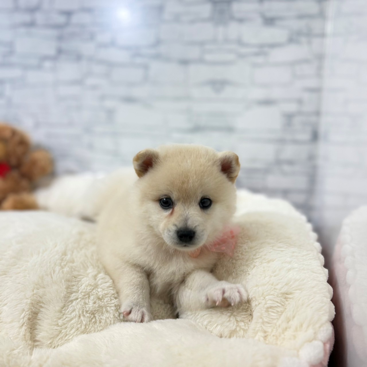 長野県のハーフ犬・ミックス犬 (犬の家＆猫の里長野店/2026年5月2日生まれ/女の子/白)の子犬の3枚目の画像
