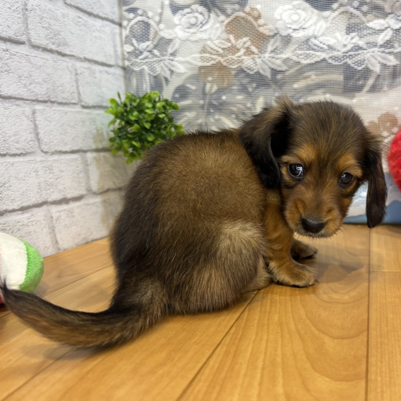 長野県のミニチュアダックスフンド(ロング) (犬の家＆猫の里カインズ梓川店/2026年5月4日生まれ/男の子/レッド)の子犬の3枚目の画像